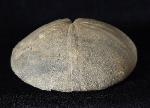 Clypeus ploti (LESKE 1778) - Bild © FossNet FossilienStore